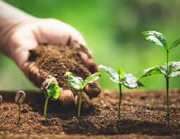 Plant nurturing image