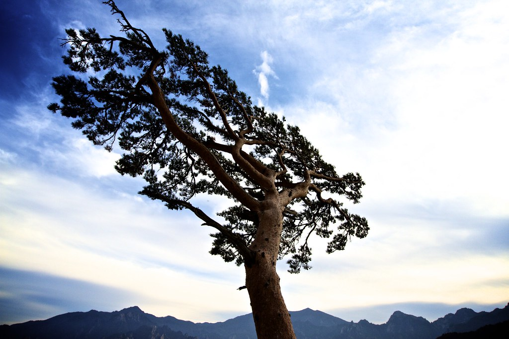 Tree symbolizing resilience